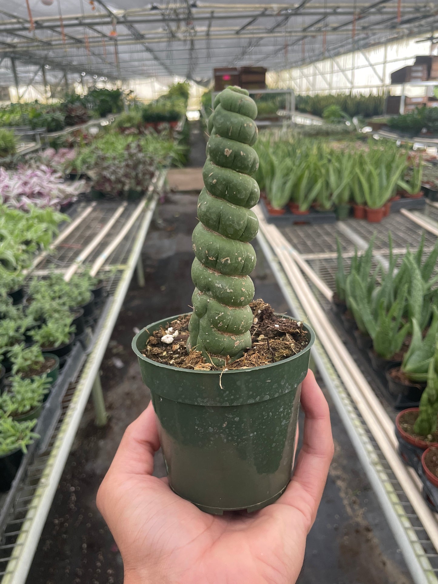 Succulent Unicorn Cactus | Rare Spiral Columnar Cactus | House Plant Shop