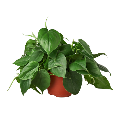 Philodendron Cordatum Heartleaf | Easy Care Climbing Houseplant | House Plant Shop