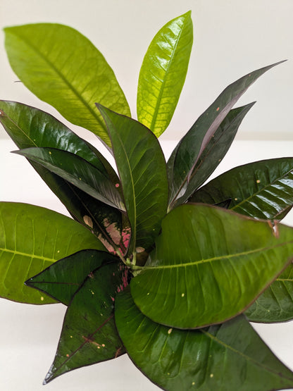 Croton Iceton | Colorful Yellow to Red Tropical Plant | House Plant Shop