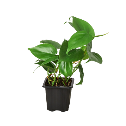 Philodendron Cordatum Heartleaf | Easy Care Climbing Houseplant | House Plant Shop