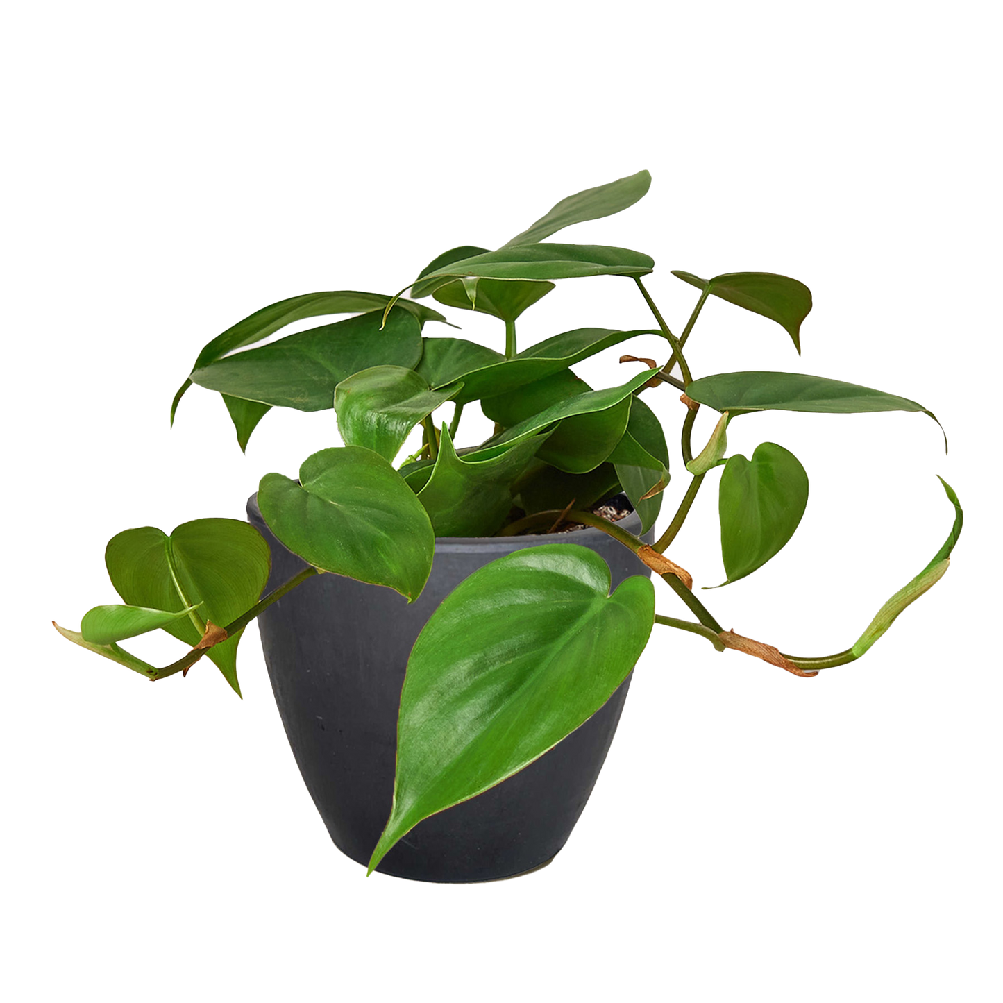 Philodendron Cordatum Heartleaf | Easy Care Climbing Houseplant | House Plant Shop