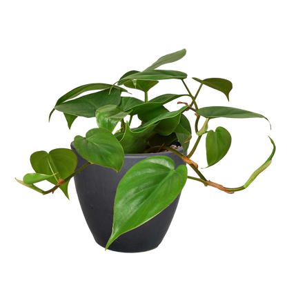 Philodendron Cordatum Heartleaf | Easy Care Climbing Houseplant | House Plant Shop