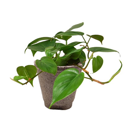 Philodendron Cordatum Heartleaf | Easy Care Climbing Houseplant | House Plant Shop