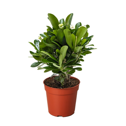 Crown of Thorns | Long-Lasting Red & Yellow Flowering Plant | House Plant Shop
