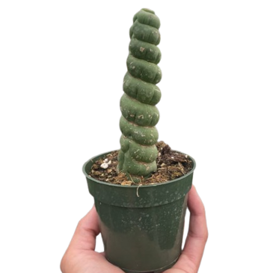 Succulent Unicorn Cactus | Rare Spiral Columnar Cactus | House Plant Shop