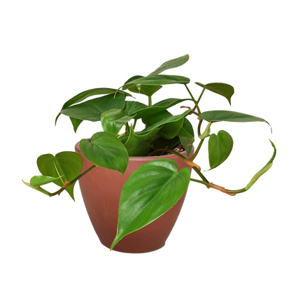 Philodendron Cordatum Heartleaf | Easy Care Climbing Houseplant | House Plant Shop