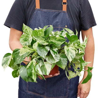 Pothos 'Marble Queen'