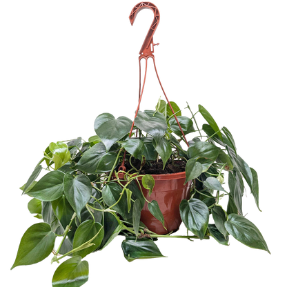 Philodendron Cordatum Heartleaf | Easy Care Climbing Houseplant | House Plant Shop