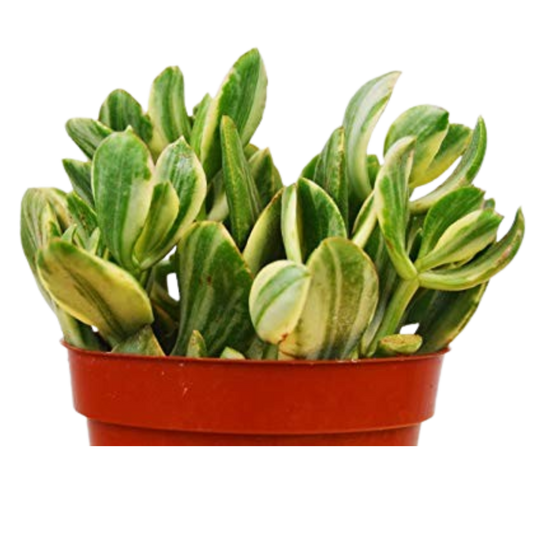 Crassula Ovata 'Variegated Jade' Succulent - 4" Pot