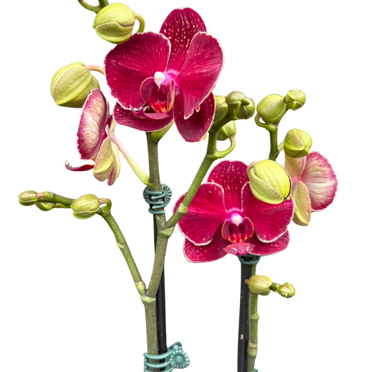 Red Phalaenopsis Orchid | Moth Orchid with Red Flowers | House Plant Shop