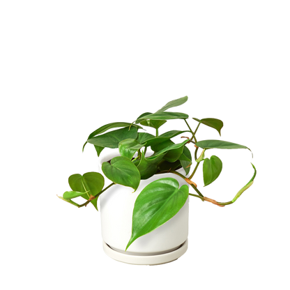 Philodendron Cordatum Heartleaf | Easy Care Climbing Houseplant | House Plant Shop