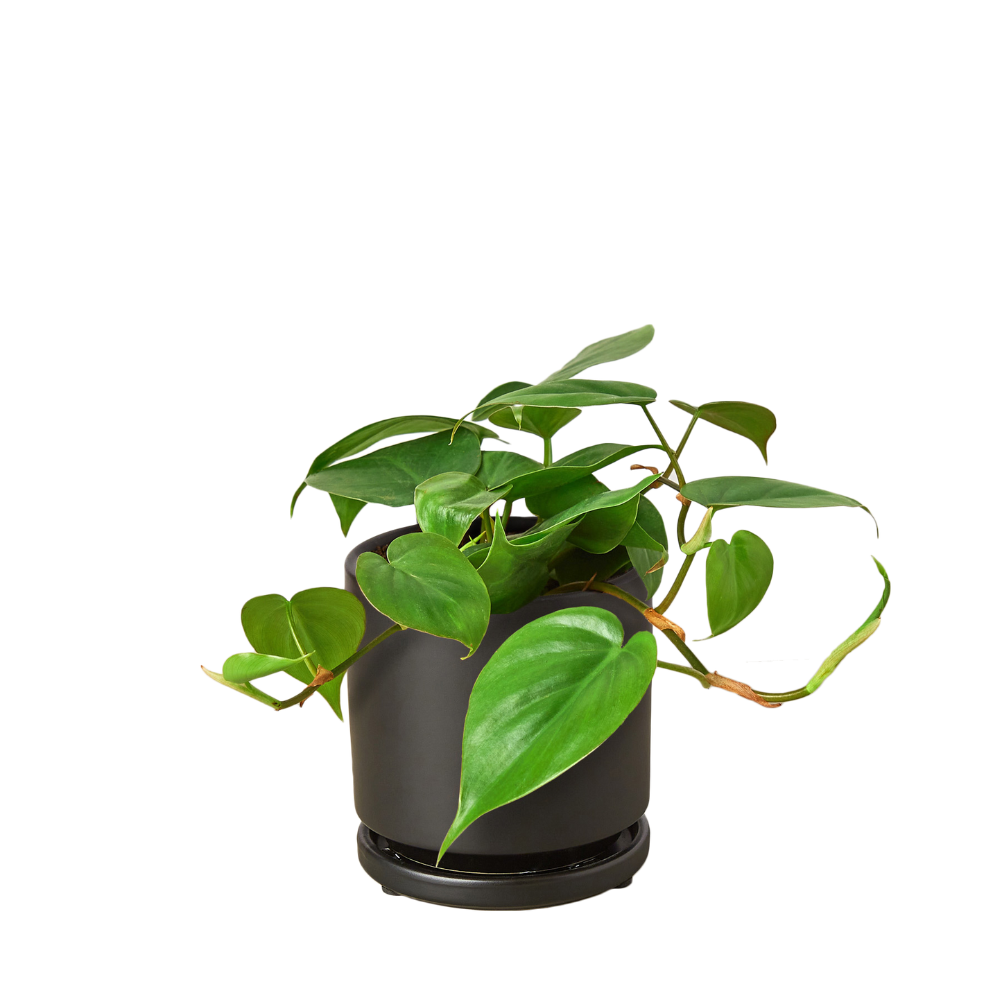 Philodendron Cordatum Heartleaf | Easy Care Climbing Houseplant | House Plant Shop