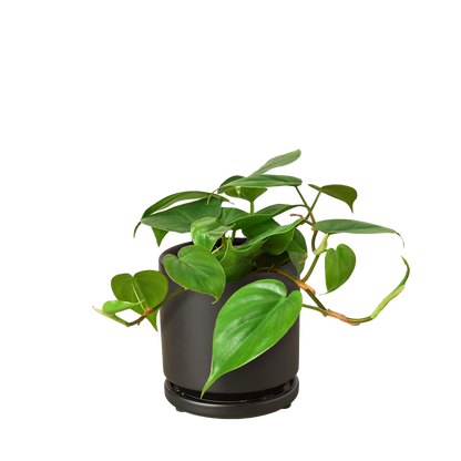Philodendron Cordatum Heartleaf | Easy Care Climbing Houseplant | House Plant Shop